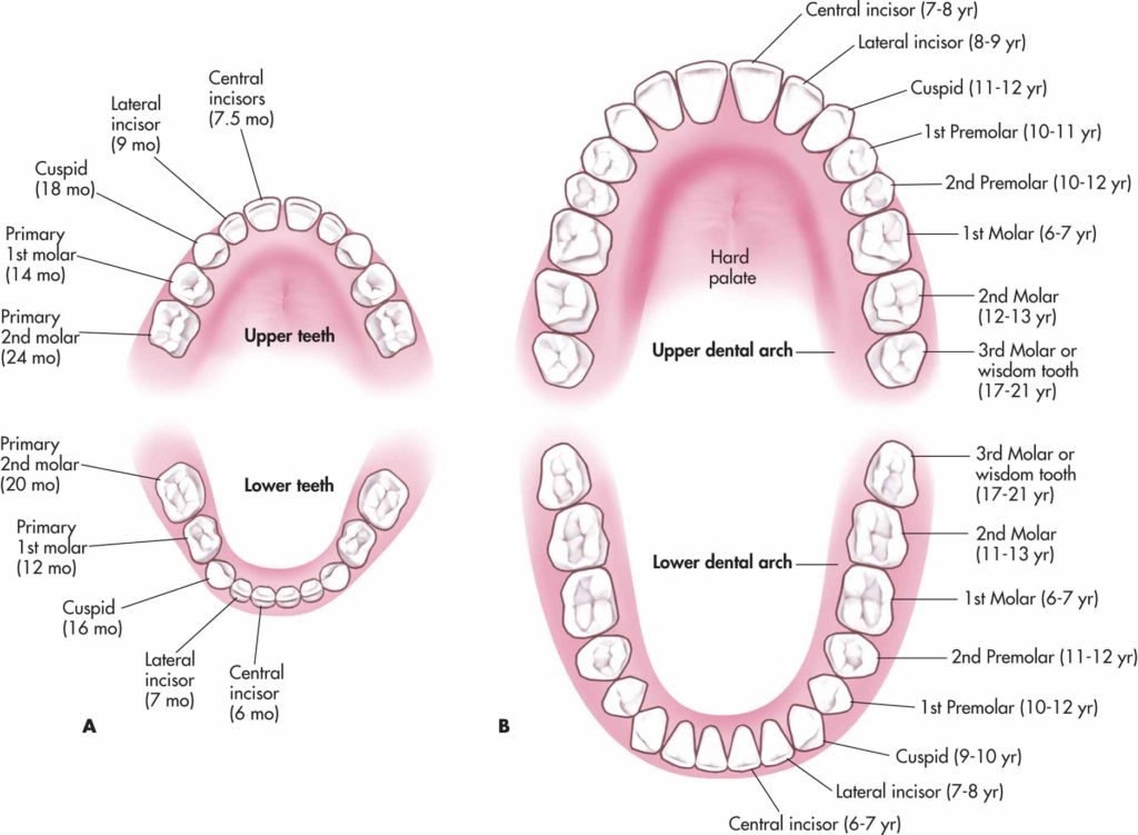 Diagram of deciduous teeth vs permanent teeth shows both sets in full.