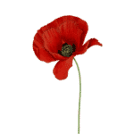 one red poppy to show support the armed forces covenant