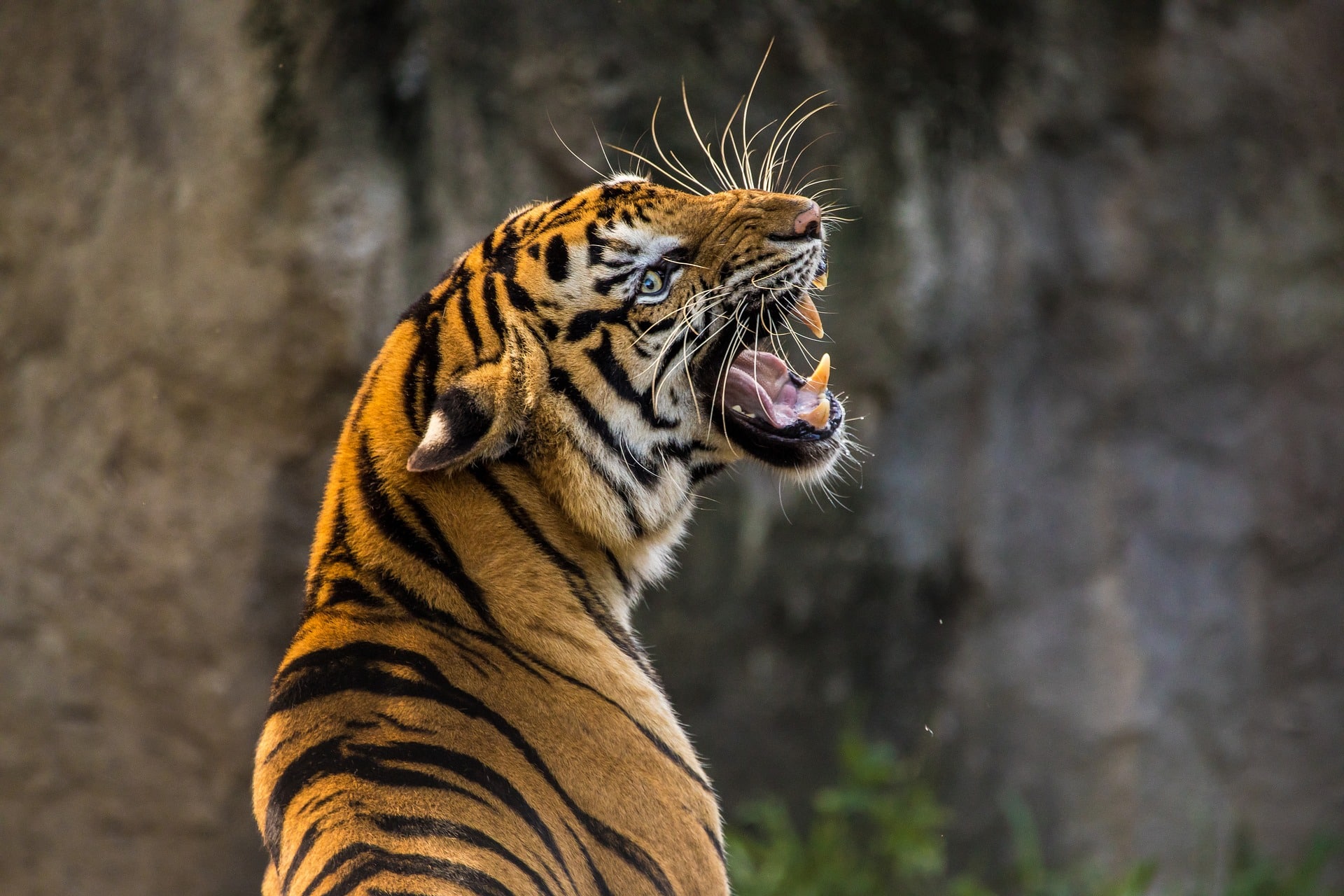 Amazing Facts about Bengal Tigers