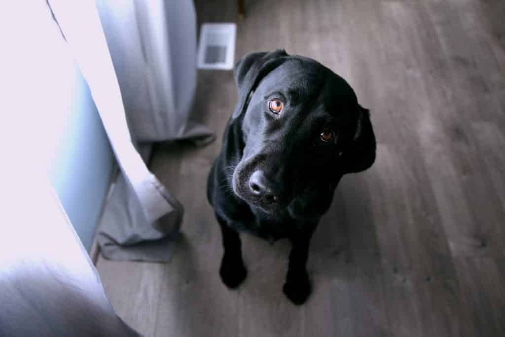 black dog looks imploring to manage dental pain during coronavirus