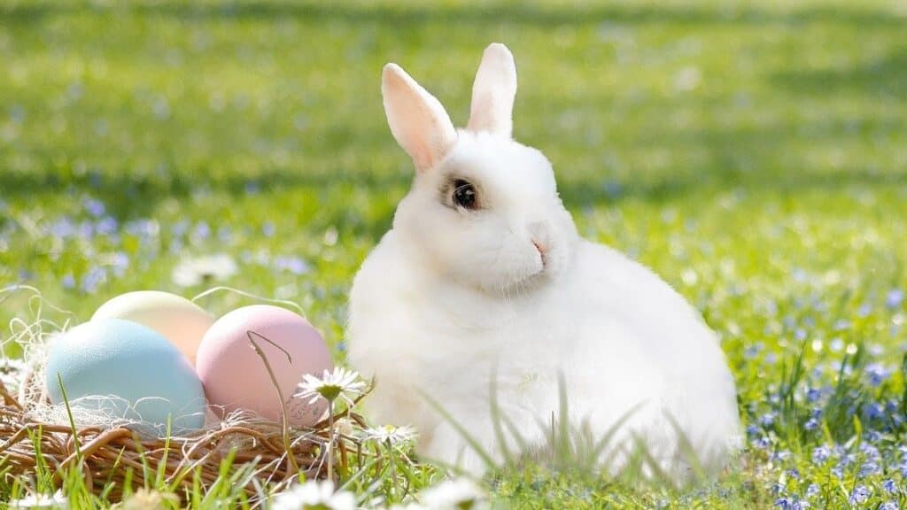 spaDental opening times over easter, shown with white rabbit and basket of coloured eggs